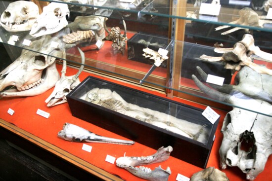 Rhesus Monkey skeleton 1835