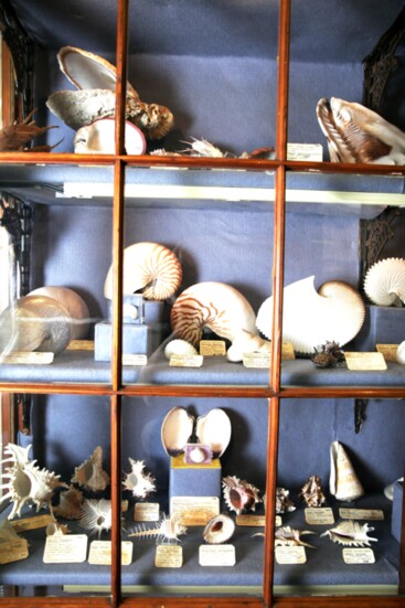 Sea Shell collection