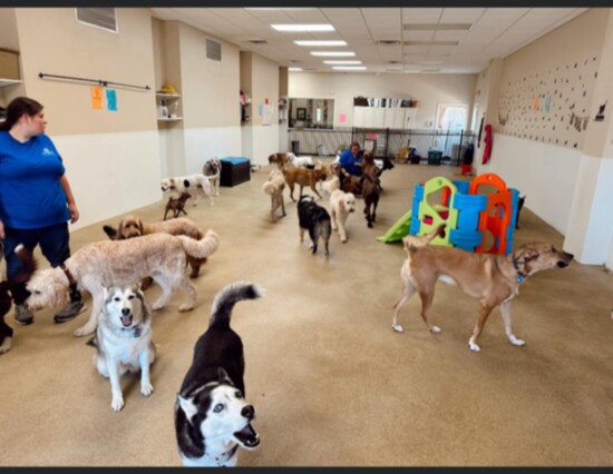 Creekside Pet Care offers playtime and fun boarding for your pets.
