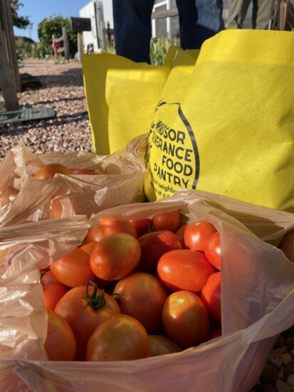 A lovely tomato harvest.