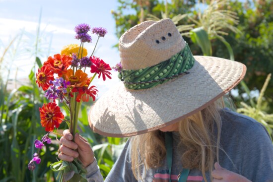 Some of the colorful zinnias along the border of the garden. - photo by Michael Wilbanks