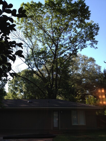 Babe’ Hart's elm grew to a majestic size providing abundant shade to the home site for many years until it was time to come down. (Photo provided)