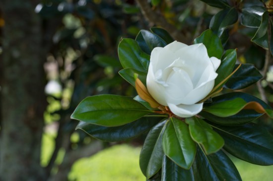 Southern Magnolia