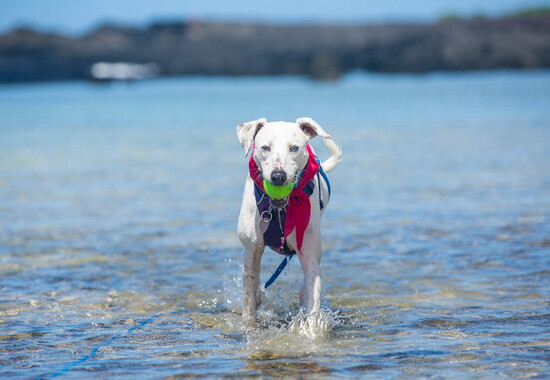 Credit to Alyssa O'Flinn