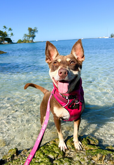 Credit to Hawaii Island Humane Society
