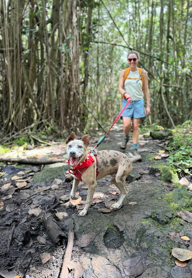 Credit to Hawaii Island Humane Society