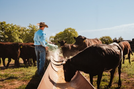 Stephen Kirkland tends his cattle each morning at his ranch in Sunset.