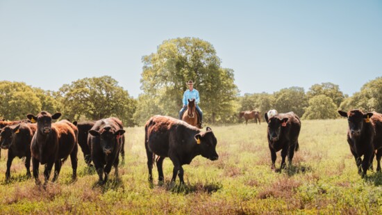 The cattle at Z Bar graze on grass and are grain fed. 