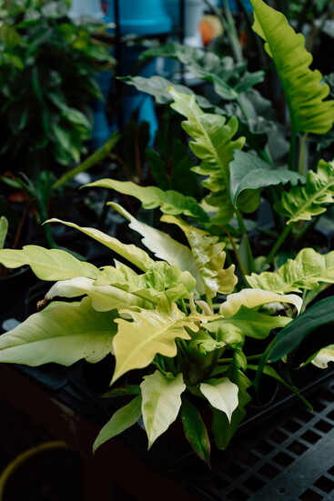 Philodendron ‘Golden Crocodile’