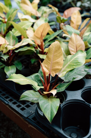Philodendron ‘Prince of Orange’
