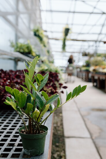 ZZ Plant