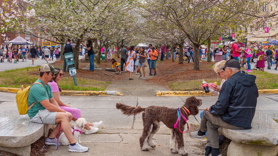 People from around the world come to Macon for this international festival. 