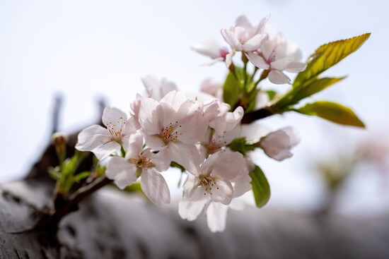 This year's peak bloom date is March 23rd. 