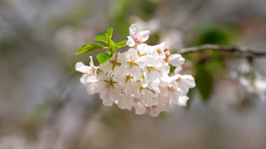 A community leader propagated a cherry tree in his backyard to share with his community. 
