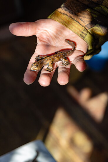 Niko the Newt of Knoxville with the large front right limb