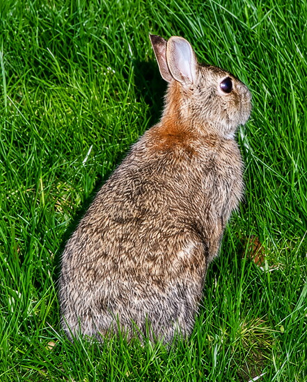 On the lawn waiting for attention (and food)