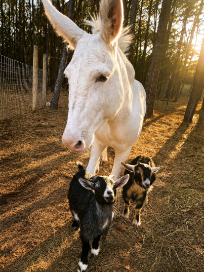Phil, Theo, and Percy walk together at Ravenoak Farm, a little herd made from trust, patience, and love.