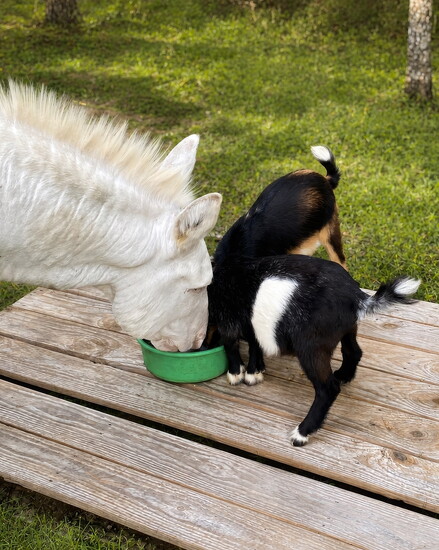 Phil shares a quiet meal with Theo and Percy, the two little goats who found a protector and friend in him.