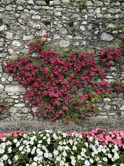 The Villa Monastero botanical garden in Varenna, Italy, on Lake Como welcomes seafaring visitors with storied walls and floral grandeur.