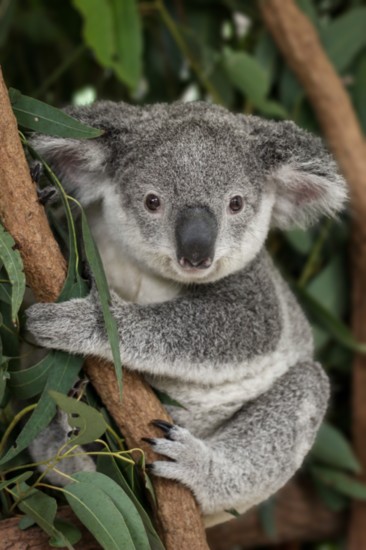 Lone Pine Koala Sanctuary, Photography provided by Lone Pine Koala Sanctuary