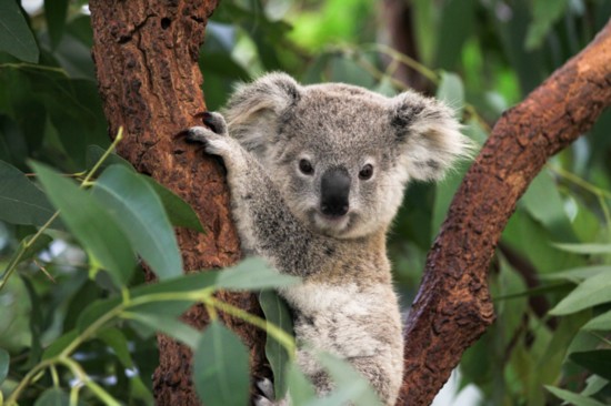 Lone Pine Koala Sanctuary, photography provided by Lone Pine Koala Sanctuary