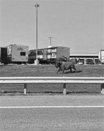 Tyson, checking out the RVs at Camping World the day of her escape