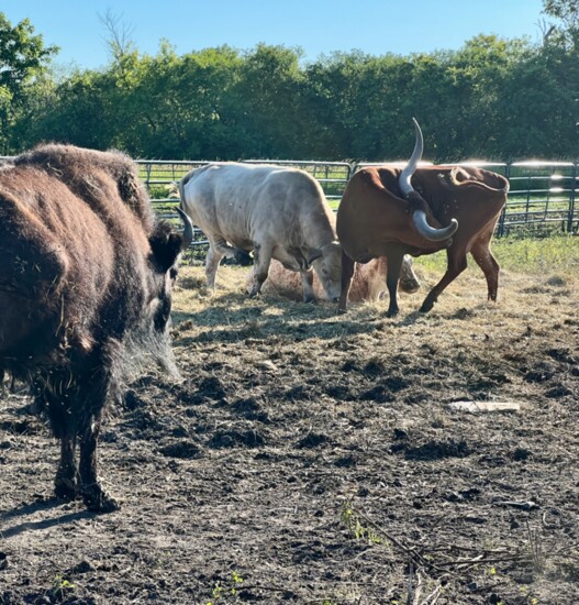 Twinkle Toes (L), observing her friends in the herd