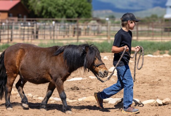 Bronco the pony rarely says no to a walkabout. 