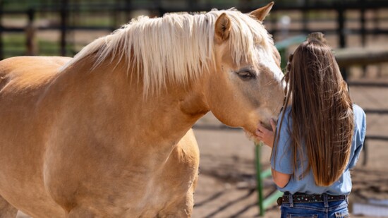 Of all the horses at the Center, Goldie makes people work the hardest to earn her trust.