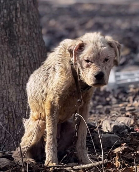 Wende before her rescue