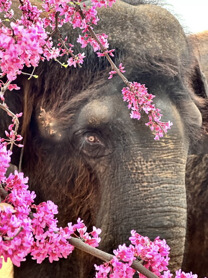 The Preserve spans 56 acres just outside Fredericksburg, providing a spacious home for its resident Asian elephants.