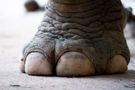 Daily care includes voluntary foot care, nail maintenance and enrichment activities designed to support each elephant's well-being.