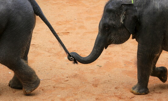 Guests receive a behind-the-scenes look at how trust and consistency shape daily elephant care. 