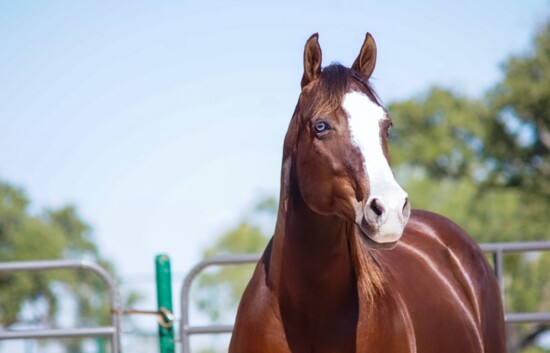 The beautiful retired ranch horses