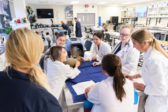 Wildcats in Cat Class