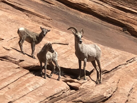 Goats at Zion National Park