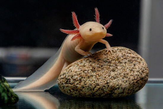 Axolotl 