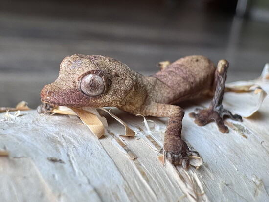Satanic leaf-tailed gecko