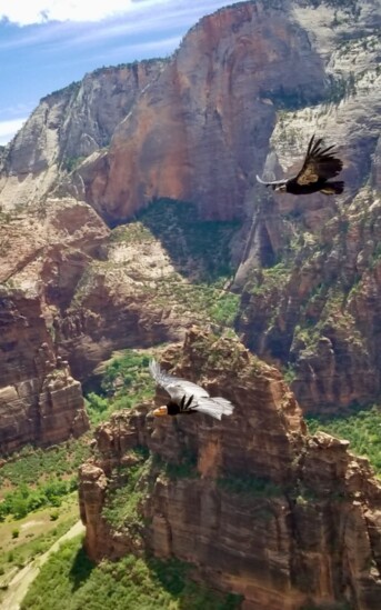 Condors Soaring - Zion National Park