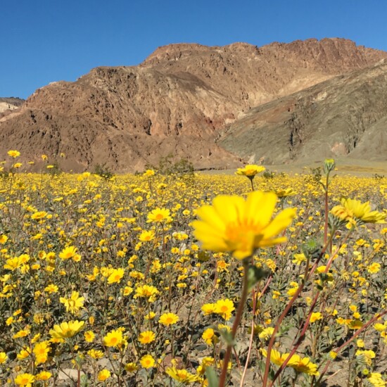 Super Bloom Death Valley