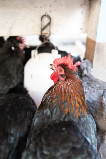 Advancements in chicken coop design and urban agriculture techniques have made raising chickens in limited spaces easier than ever.