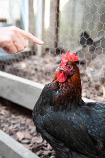  Raising urban chickens offers self-sufficiency, sustainability, and a way to reconnect with nature.