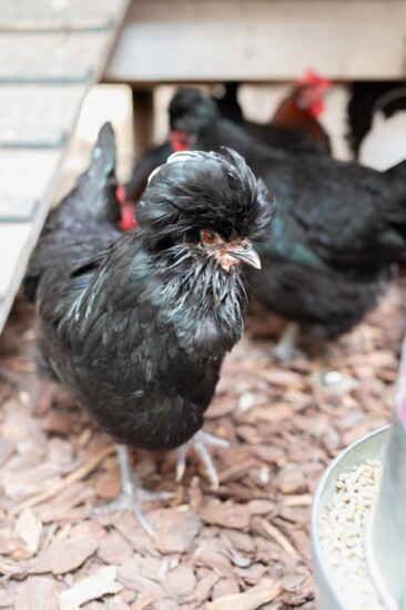 A Crevecoeur in the Goetze flock, a breed known for being calm and docile, making them an ideal choice for backyard flocks