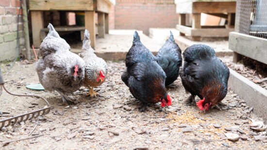 Since chickens are omnivores, they will gladly enjoy kitchen scraps; not a substitute the right feed, but they can help lessen waste.