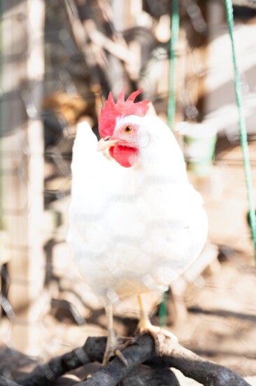 A White Leghorn at the Urban Home Garden. This breed is leaner and primarily bred strictly for egg laying. Most eggs at the grocery are White Leghorn eggs.