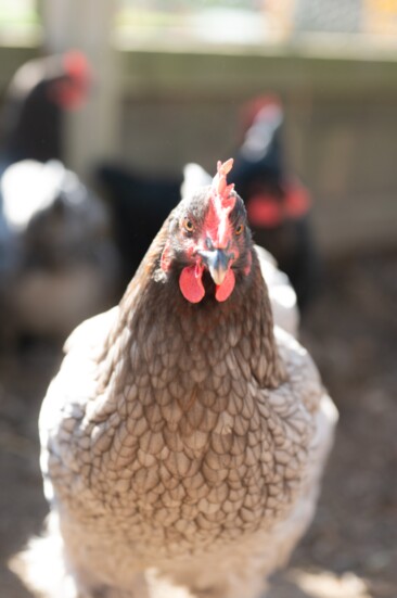 An Easter Egger named "Me Baby" who lives at the Goetze home