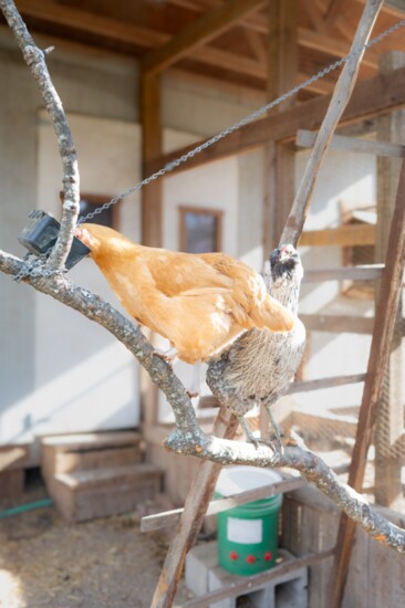 Buff Orpington Hen, Memphis Botanic Garden's Urban Home Garden