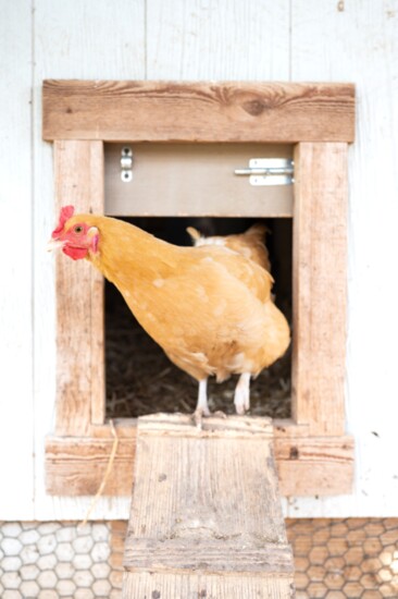 Buff Orpington Hen, Memphis Botanic Garden's Urban Home Garden