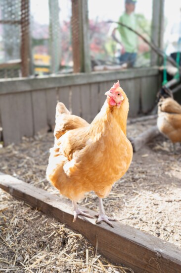 Buff Orpington Hen, Memphis Botanic Garden's Urban Home Garden