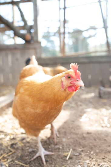 Note that city ordinances and HOA rules may regulate the keeping of chickens, requiring permits or limiting the number of birds allowed.